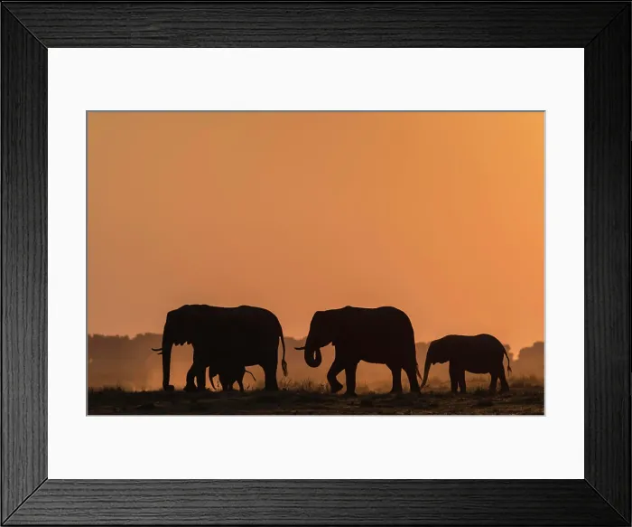 Framed Print : African elephants (Loxodonta africana) at sunset, Chobe National Park, Botswana, Africa Framed Print : African elephants (Loxodonta africana) at sunset, Chobe National Park, Botswana, Africa