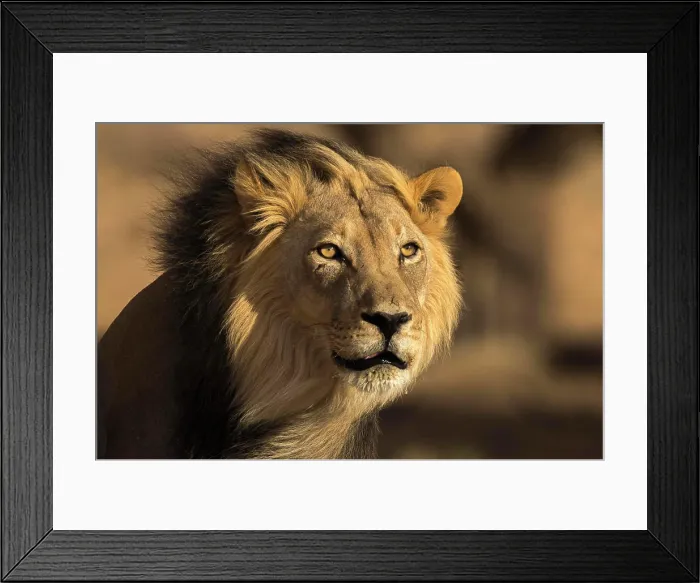Framed Print : Lion (Panthera leo) male, Kgalagadi Transfrontier Park, South Africa, Africa Framed Print : Lion (Panthera leo) male, Kgalagadi Transfrontier Park, South Africa, Africa