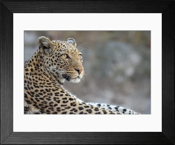 Framed Print : Leopard (Panthera pardus) female, Chobe National Park, Botswana, Africa