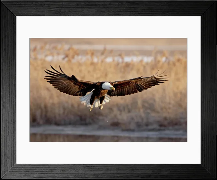 Framed Print : Bald eagle Haliaeetus leucocephalus in flight on final approach Framed Print : Bald eagle Haliaeetus leucocephalus in flight on final approach