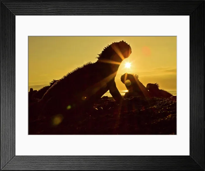 Framed Print : Galapagos marine iguana Amblyrhynchus cristatus Framed Print : Galapagos marine iguana Amblyrhynchus cristatus