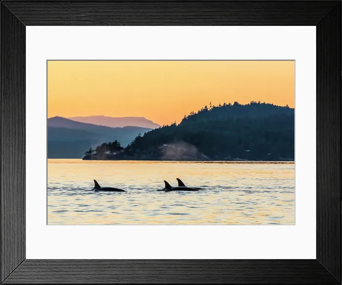 Framed Print : Transient killer whales (Orcinus orca) surfacing at sunset Framed Print : Transient killer whales (Orcinus orca) surfacing at sunset