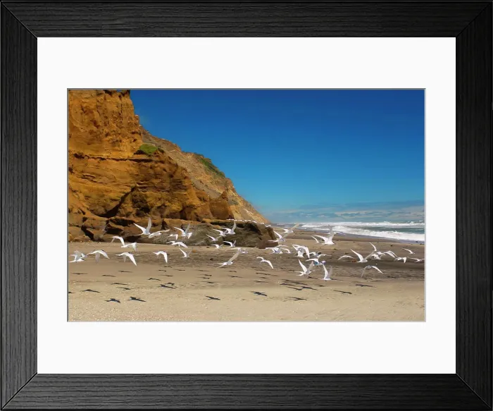 Framed Print : White-fronted terns (Sterna Striata) on a beach near South Head on the Tasman Sea, North Island, New Zealand Framed Print : White-fronted terns (Sterna Striata) on a beach near South Head on the Tasman Sea, North Island, New Zealand
