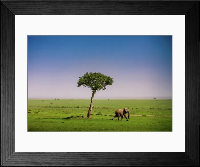 Framed Print : Elephant seen on a Safari in the Maasai Mara National Reserve, Kenya, East Africa, Africa