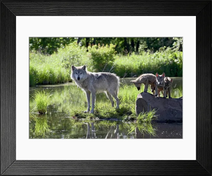 Framed Print : Gray wolf Canis lupus in captivity, Sandstone, Minnesota, United States of America, North America