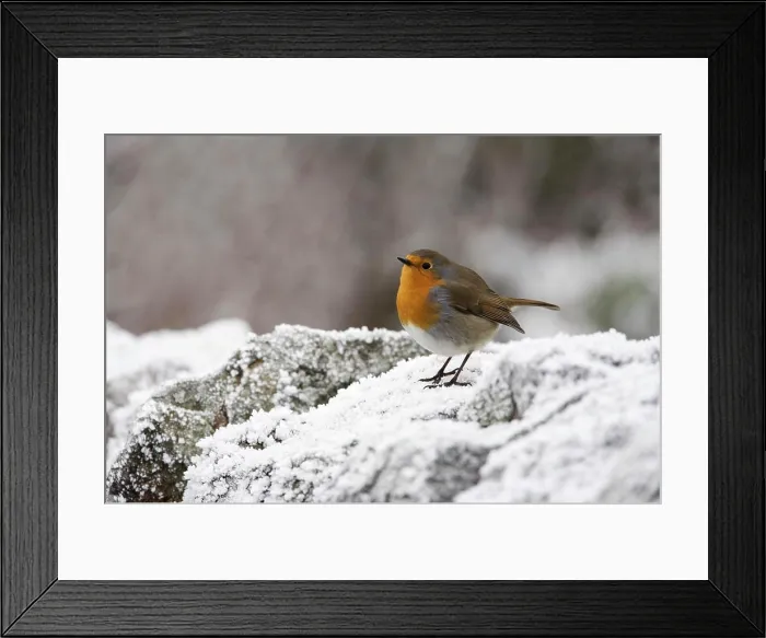 Framed Print : Robin Erithacus rubecula on frosty wall in winter, Northumberland, England, United Kingdom, Europe Framed Print : Robin Erithacus rubecula on frosty wall in winter, Northumberland, England, United Kingdom, Europe