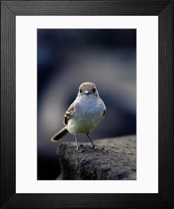 Framed Print : Galapagos flycatcher Myriarchus magnirestris, James Island, Galapagos Islands, Ecuador, South America Framed Print : Galapagos flycatcher Myriarchus magnirestris, James Island, Galapagos Islands, Ecuador, South America