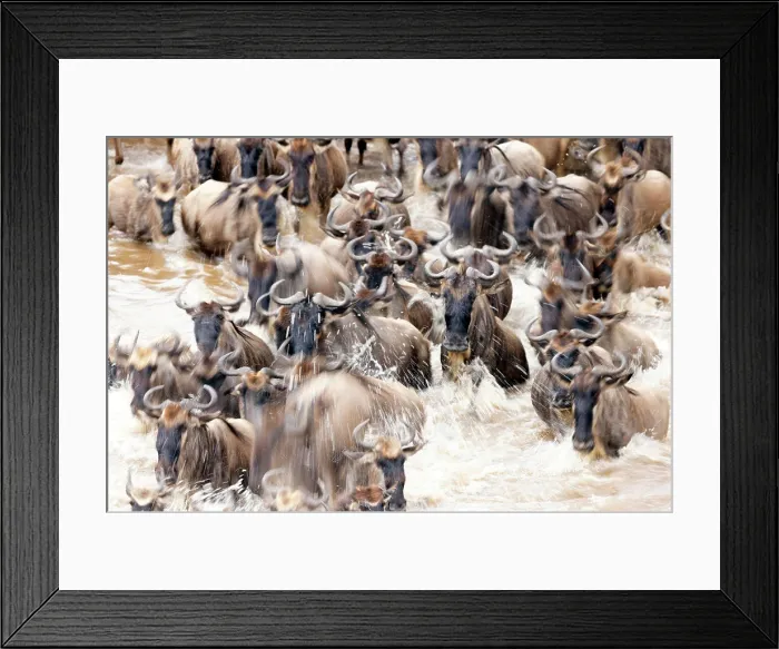 Framed Print : Migratory blue wildebeest (Connochaetes taurinus) crossing the Mara river, Masai Mara National Reserve, Kenya