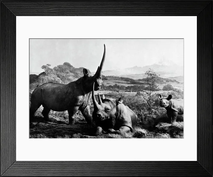 Framed Print : Africa, kenya, rhinos, 1920 Framed Print : Africa, kenya, rhinos, 1920