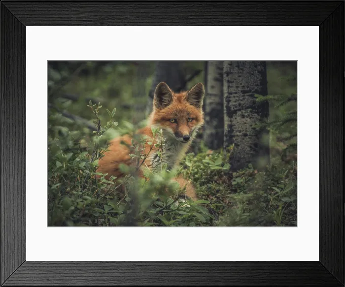 Framed Print : A young red fox (Vulpus vulpus) in the forest. Yukon Territory, Canada Framed Print : A young red fox (Vulpus vulpus) in the forest. Yukon Territory, Canada