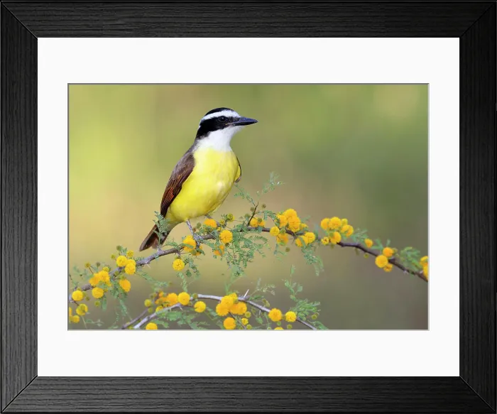 Framed Print : Great Kiskadee, Pitangus sulphuratus, Rio Grande Valley, Texas Framed Print : Great Kiskadee, Pitangus sulphuratus, Rio Grande Valley, Texas