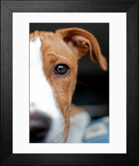 Framed Print : Young brown dog at home