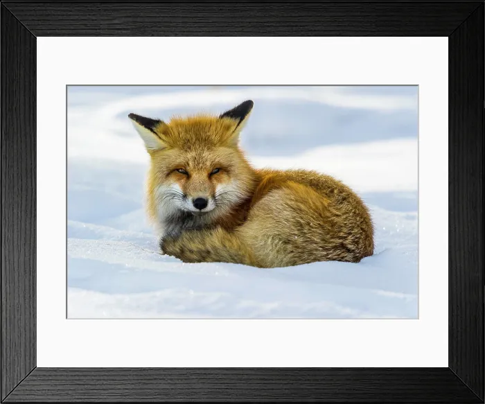 Framed Print : Adult red fox (Vulpes vulpes) hunting by the roadside at Yellowstone National Park Framed Print : Adult red fox (Vulpes vulpes) hunting by the roadside at Yellowstone National Park