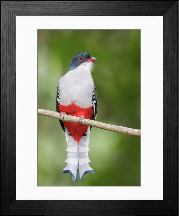 Framed Print : Cuban Trogon (Priotelus temnurus) perched on a branch in Cuba Framed Print : Cuban Trogon (Priotelus temnurus) perched on a branch in Cuba