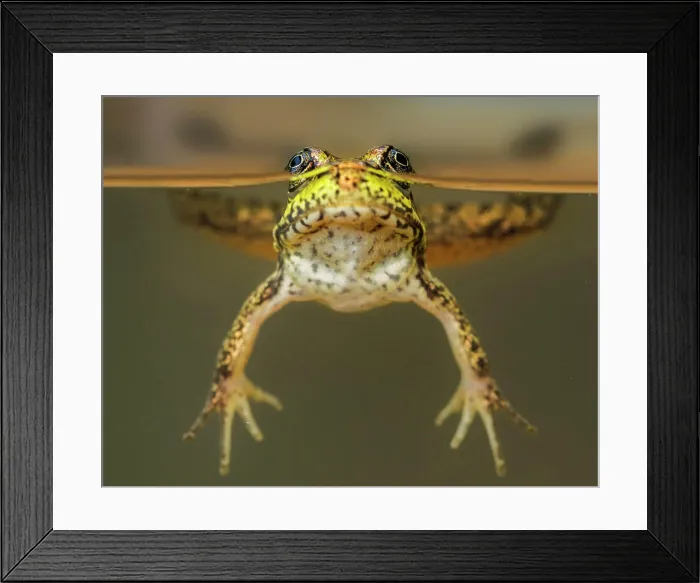 Framed Print : Green Frog (Rana clamitans) over-under view while floating in water in Muskoka near Rosseau, Ontario, Canada Framed Print : Green Frog (Rana clamitans) over-under view while floating in water in Muskoka near Rosseau, Ontario, Canada
