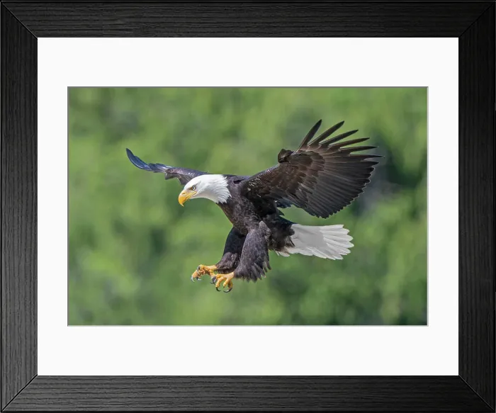 Framed Print : Adult bald eagle (Haliaeetus leucocephalus) landing, temperate rainforest, coastal British Columbia, Canada Framed Print : Adult bald eagle (Haliaeetus leucocephalus) landing, temperate rainforest, coastal British Columbia, Canada