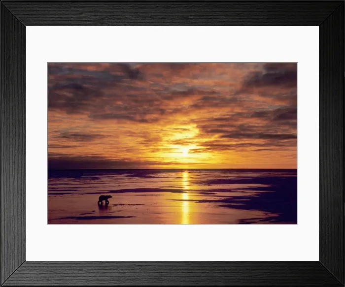 Framed Print : Polar Bear, Ursus maritimus, walks across ice at sunset; Cape Churchill, Manitoba, Canada Framed Print : Polar Bear, Ursus maritimus, walks across ice at sunset; Cape Churchill, Manitoba, Canada