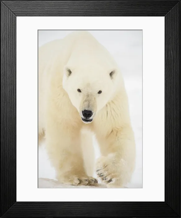 Framed Print : Polar Bear (Ursus maritimus) Curious individual approaching Framed Print : Polar Bear (Ursus maritimus) Curious individual approaching
