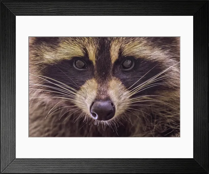 Framed Print : Raccoon (Procyon lotor) in Muskoka near Parry Sound, Ontario, Canada Framed Print : Raccoon (Procyon lotor) in Muskoka near Parry Sound, Ontario, Canada