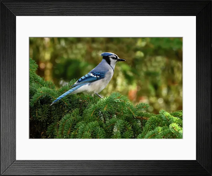 Framed Print : A side view of an eastern Blue Jay, Cyanocitta cristata, perched on a spruce tree branch in Alberta, Canada