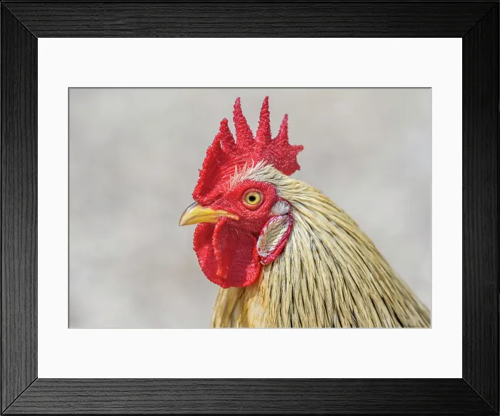 Framed Print : Rooster, Grand Cayman, BWI Framed Print : Rooster, Grand Cayman, BWI
