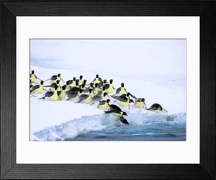 Framed Print : Emperor penguins Aptenodytes forsteri leave on a foraging trip to sea from their nesting colony at Drescher Inlet