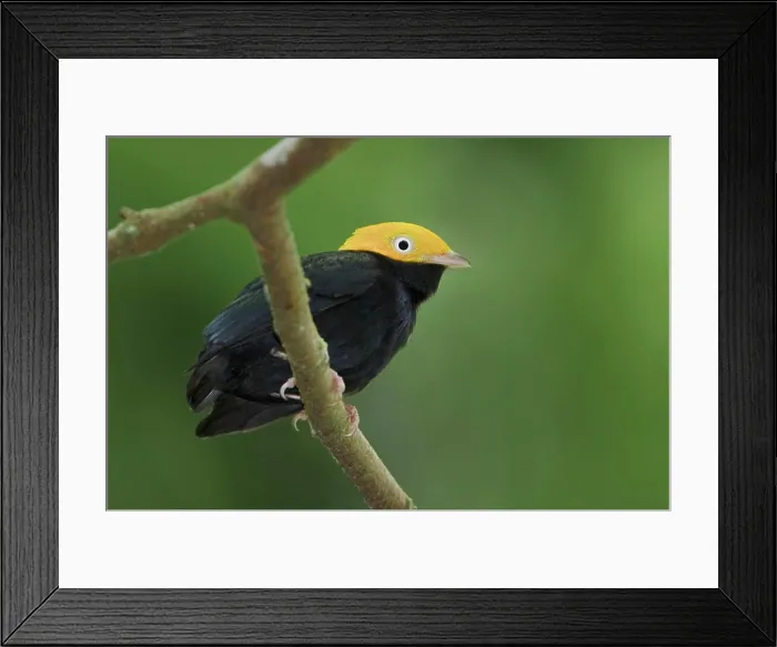 Framed Print : Golden_headed Manakin Pipra erythrocepala perched on a branch near the Napo River in Amazonian Ecuador Framed Print : Golden_headed Manakin Pipra erythrocepala perched on a branch near the Napo River in Amazonian Ecuador