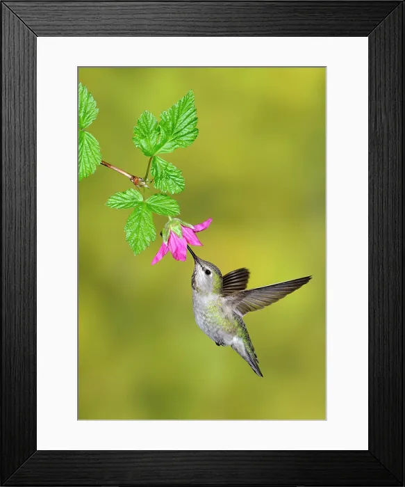 Framed Print : Anna´s Hummingbird Calypte anna at flower, Victoria, British Columbia, Canada Framed Print : Anna´s Hummingbird Calypte anna at flower, Victoria, British Columbia, Canada
