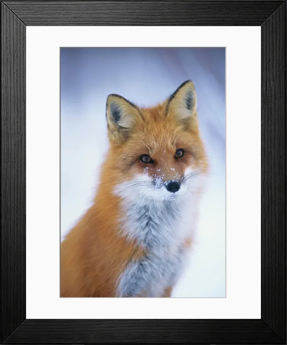 Framed Print : Red fox in winter, Canada Framed Print : Red fox in winter, Canada