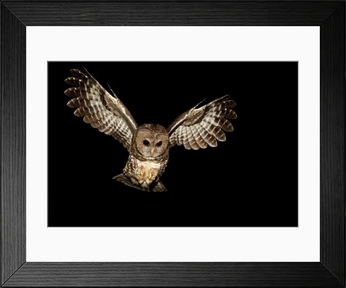 Framed Print : Northern Spotted Owl, Strix occidentalis caurina, Fraser Valley, BC, Canada Framed Print : Northern Spotted Owl, Strix occidentalis caurina, Fraser Valley, BC, Canada