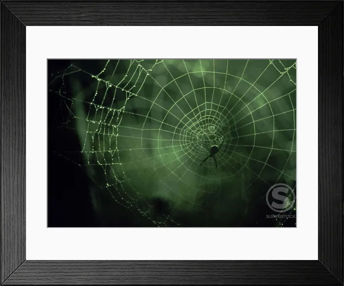 Framed Print : Close-up of a spider in a web Framed Print : Close-up of a spider in a web