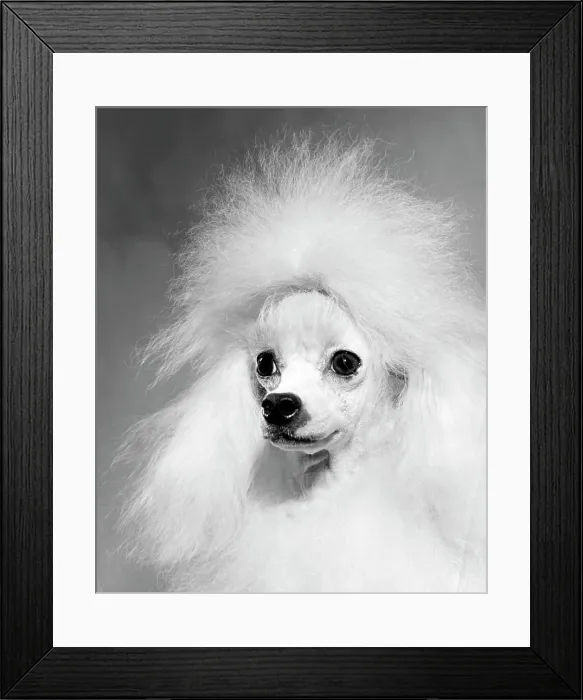 Framed Print : Close-up of a poodle Framed Print : Close-up of a poodle