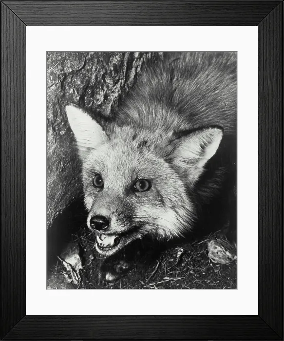 Framed Print : Head of Fox Framed Print : Head of Fox