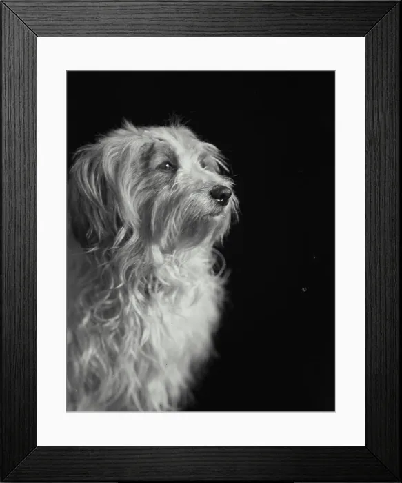 Framed Print : Portrait of dog sitting in front of black backdrop