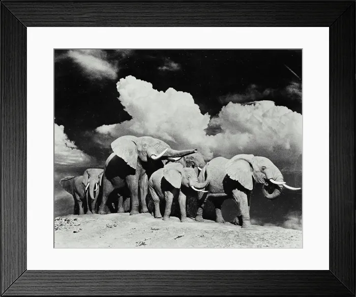 Framed Print : Vintage photograph. Herd of elephants standing together Framed Print : Vintage photograph. Herd of elephants standing together