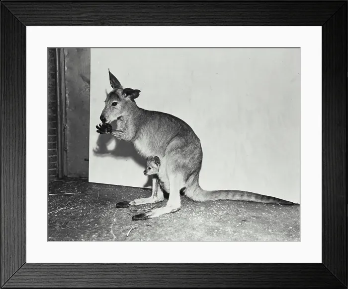 Framed Print : Vintage photograph. European Kangaroo standing in enclosure Framed Print : Vintage photograph. European Kangaroo standing in enclosure
