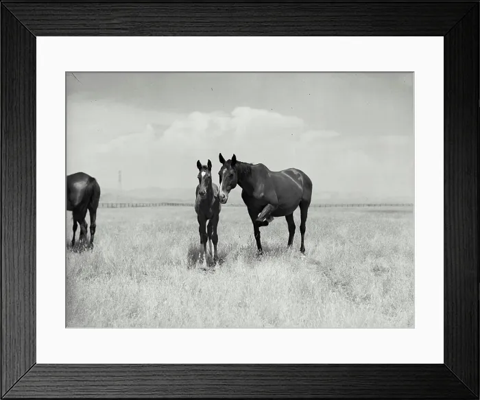 Framed Print : Vintage Photograph. Mare and colt in pasture outside