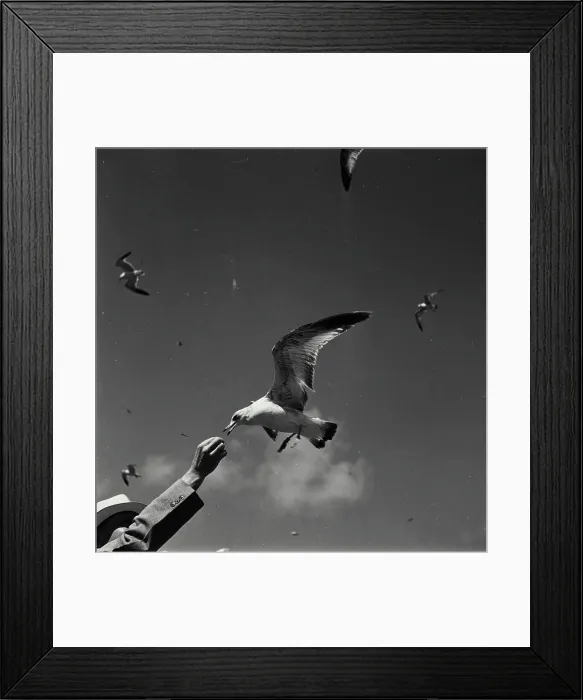 Framed Print : Vintage Photograph. Seagull taking food from hand Framed Print : Vintage Photograph. Seagull taking food from hand