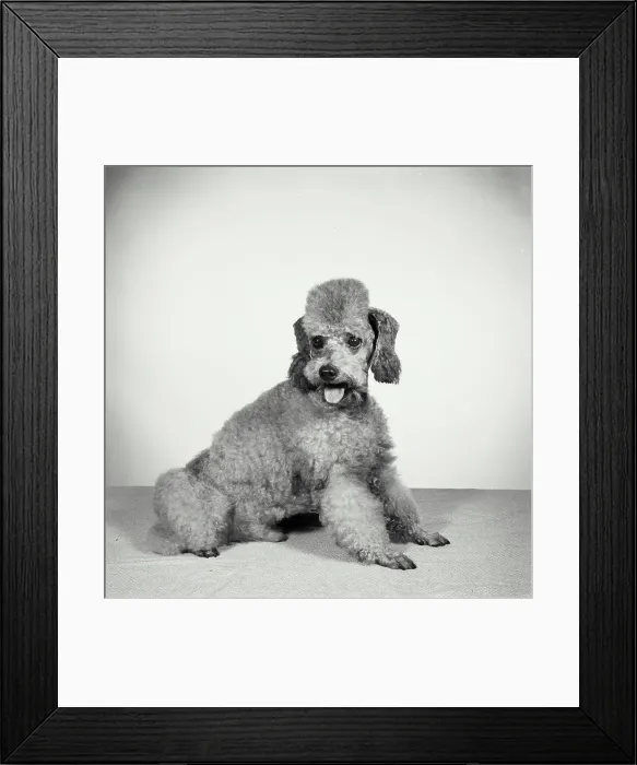 Framed Print : Vintage Photograph. Groomed poodle on blank background. Frame 3 Framed Print : Vintage Photograph. Groomed poodle on blank background. Frame 3