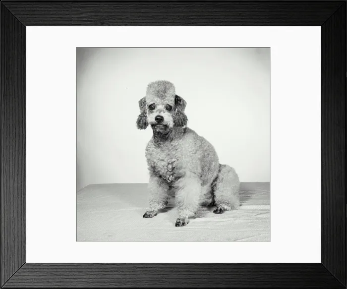 Framed Print : Vintage Photograph. Groomed poodle on blank background. Frame 8