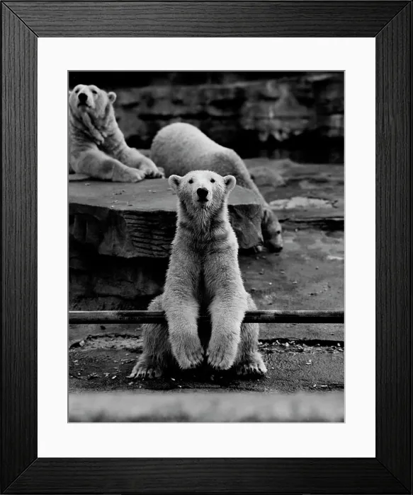 Framed Print : Polar Bear Framed Print : Polar Bear