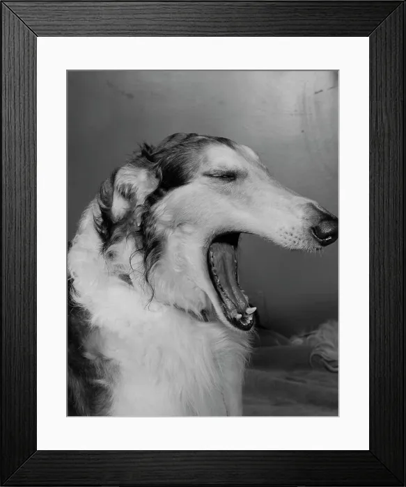 Framed Print : Dog yawning