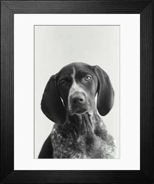 Framed Print : Vintage Photograph. A German shorthair pointer dog portrait