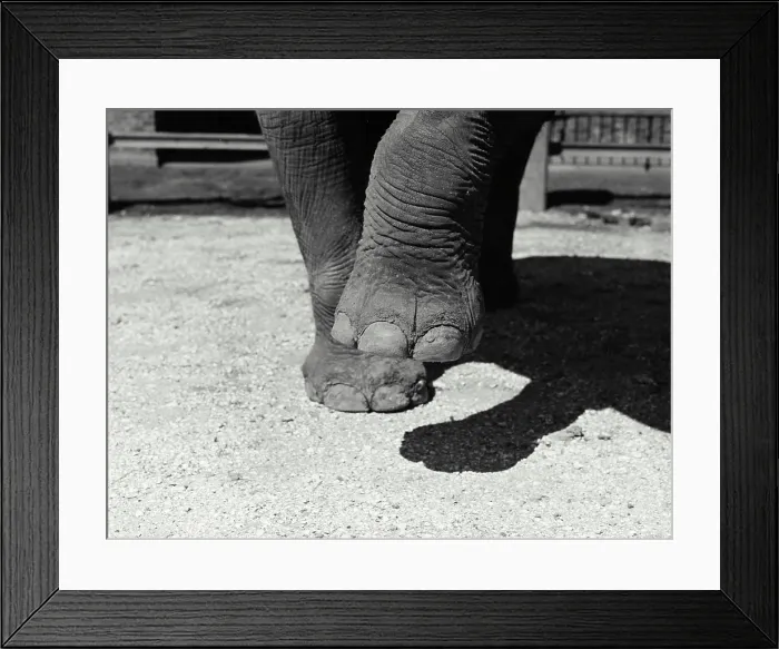 Framed Print : Vintage Photograph. Closeup of elephants feet Framed Print : Vintage Photograph. Closeup of elephants feet