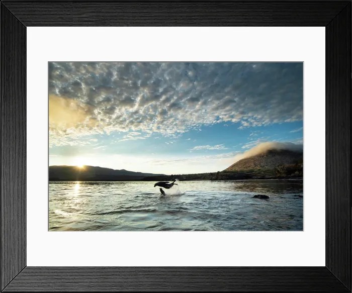 Framed Print : Galapagos sea lion (Zalophus wollebaeki) pups playing at sunrise, Puerto Egas, Santiago Island, Galapagos, Ecuador Framed Print : Galapagos sea lion (Zalophus wollebaeki) pups playing at sunrise, Puerto Egas, Santiago Island, Galapagos, Ecuador