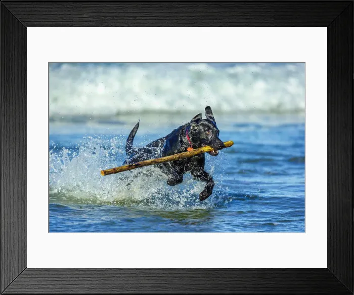 Framed Print : Black Labrador Retriever on the Oregon Coast Framed Print : Black Labrador Retriever on the Oregon Coast