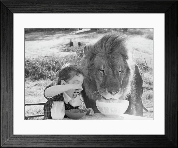 Framed Print : Close-up of a girl and a lion having breakfast together (Panthera leo)