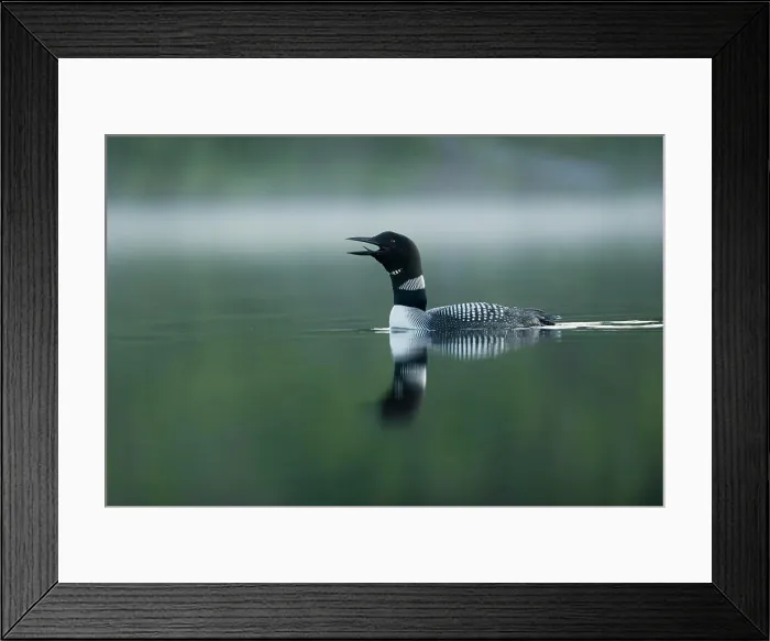 Framed Print : Great Northern Diver, Gavia immer, Quebec, Canada
