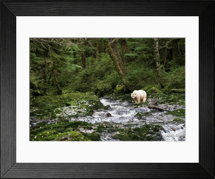 Framed Print : Spirit bear (Ursus americanus kermodei) Framed Print : Spirit bear (Ursus americanus kermodei)