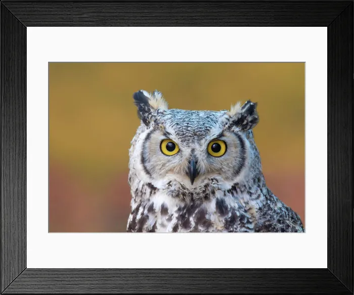 Framed Print : A Great Horned Owl, Bubo virginianus, portrait, near Prince Albert Saskatchewan, Canada Framed Print : A Great Horned Owl, Bubo virginianus, portrait, near Prince Albert Saskatchewan, Canada